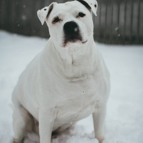 Overweight white pitbull