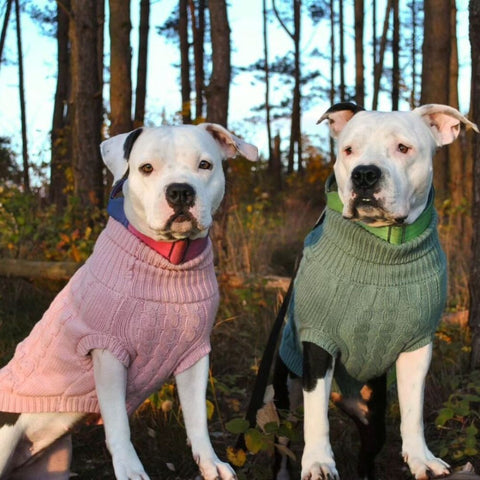 Pitbulls in Sparkpaw's knit sweater