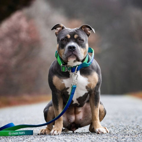 Pitbull wearing a Sparkpaws dog leash