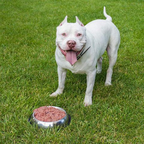 White pittie with a raw meat diet