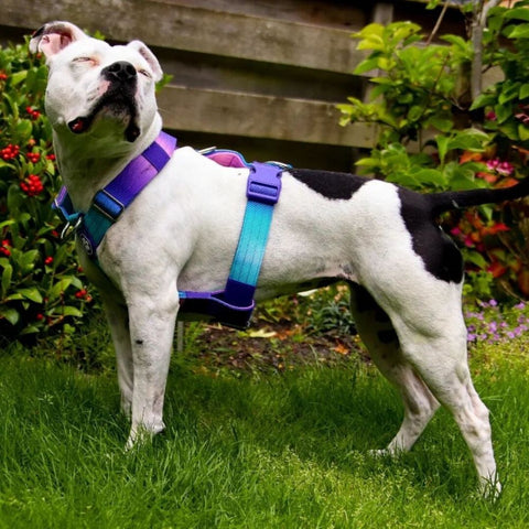 Healthy white Pitbull wearing a Sparkpaws harness
