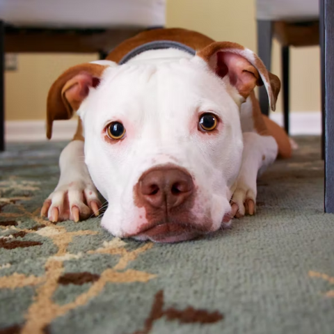 A young caramel-and-white coloured pitbull lies under a table and looks at the camera.