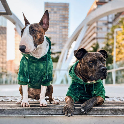 Pitbull and a Bull Terrier in green hoodies