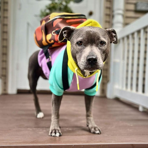 Pitbull with a hoodie and backpack on