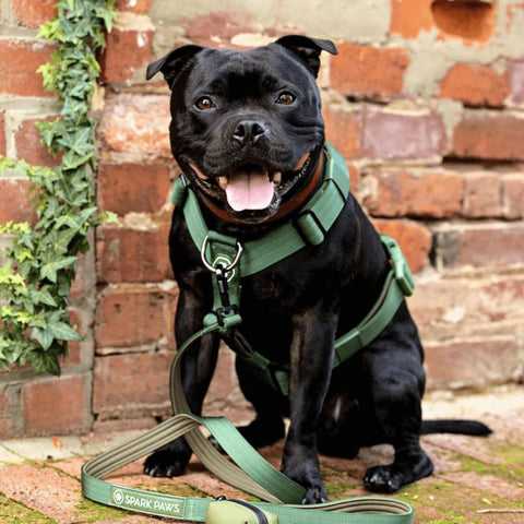 Smiling black Pitbull with a green harness
