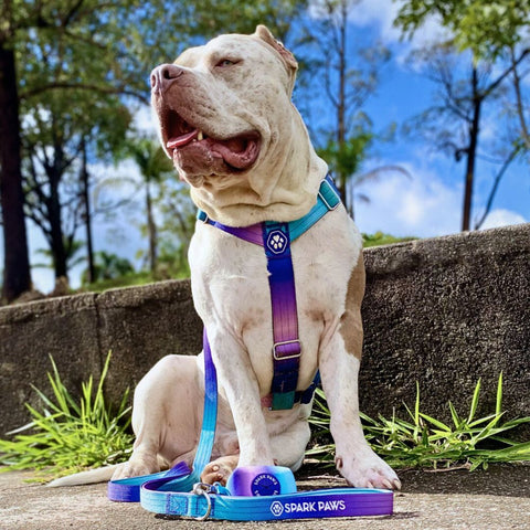 Beautiful white Pitbull with a colorful harness on