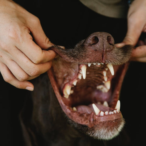 Pitbull teeth