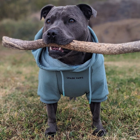 Grey Pitbull holding a stick