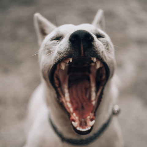 Dog yawning and showing its teeth