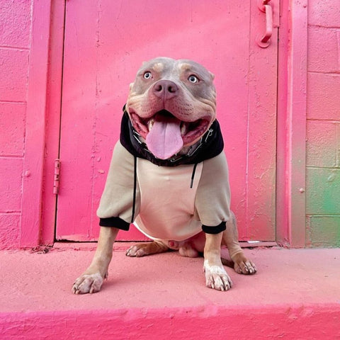 Friendly Pitbull that looks like its smiling