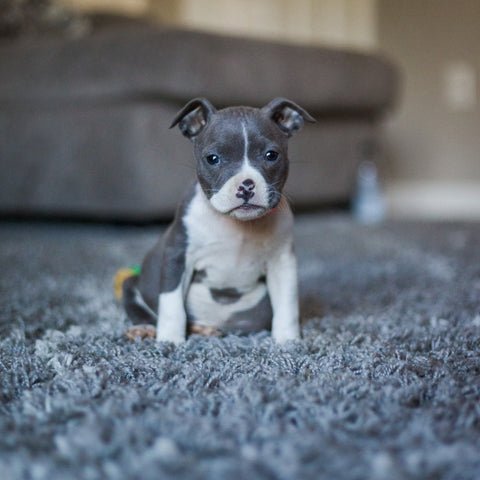 A very small pitbull puppy on a carpet