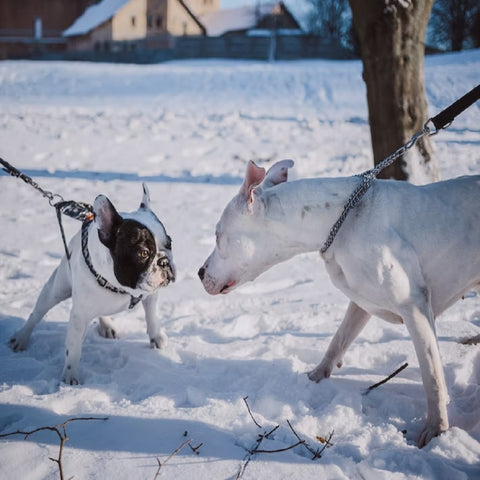 A pit bull on a leash sniffs at a french bulldog