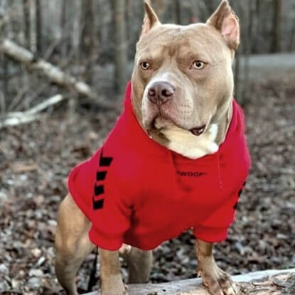 Kobe Bean of @bigheaddynasty_ out in the woods wearing the Spark Paws WOOF Dog Hoodie in red.