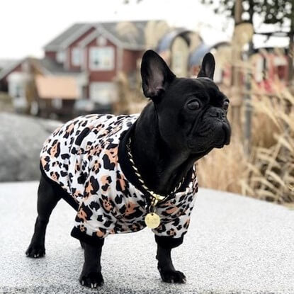 @goodbye_mrchips wearing the Spark Paws Leopard Dog Bomber Jacket and Gold Dog Chain.