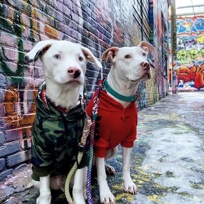 @thegossipdogs wandering in their Spark Paws dog hoodies.