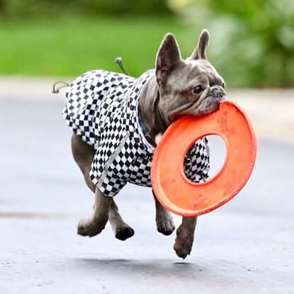 @kinglouis_thefrenchie fetching a frisbee in his Spark Paws Checkered Flag Dog Windbreaker.