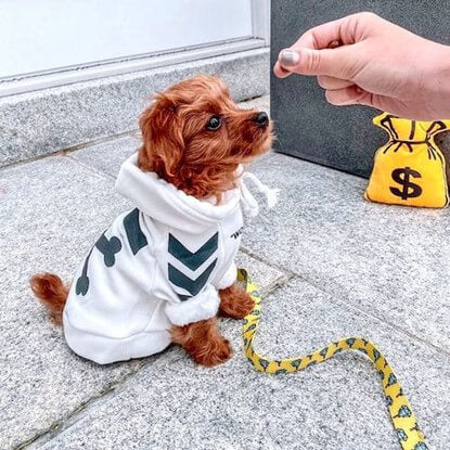 @oliver_themaltipoo_ getting some training time in his Spark Paws WOOF Dog Hoodie in white.