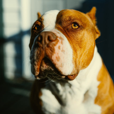 A pitbull face