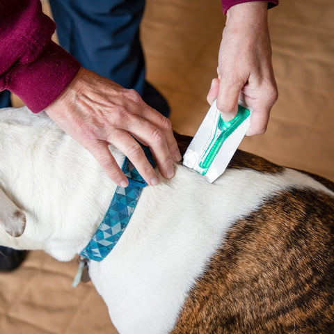 Vet checking a dog for thyroid issues