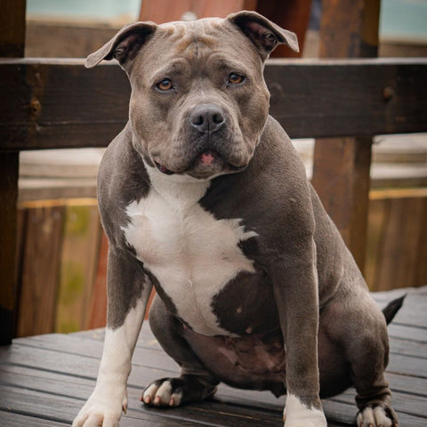 Bulky Pitbull