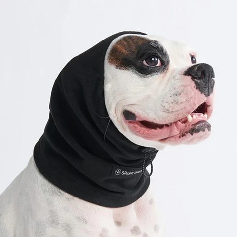 Pit Bull wearing an anxiety calming ear muff