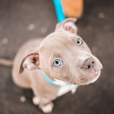 Pit Bull puppy with blue eyes