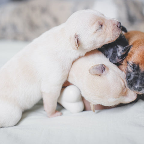 Newborn Pit Bull puppies sleeping