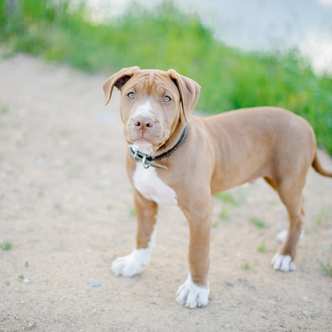 Pit Bull puppy with blue eyes