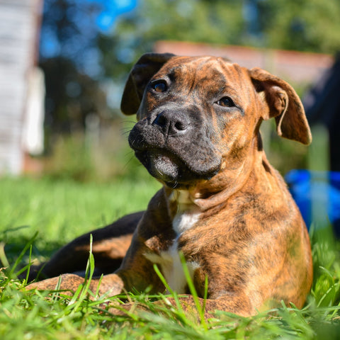 A Pit bull puppy laying on the grass