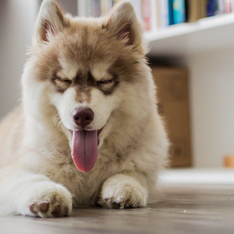 a husky with a thick coat of fur