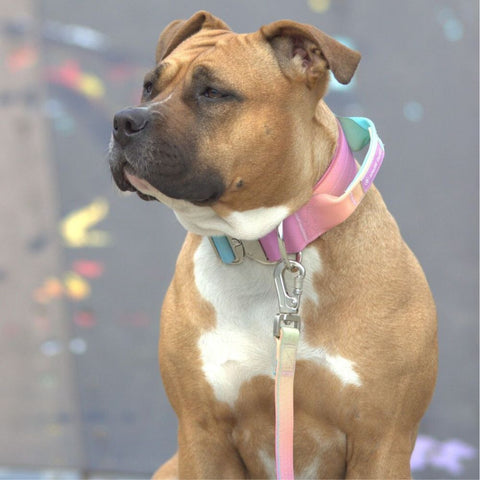 Pitbull wearing a colourful Sparkpaws leash