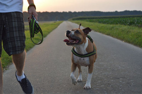 a pitbull walking alomgside his owner