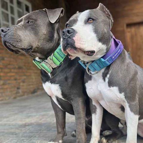 Grey and white pitbulls wearing Sparkpaws collars