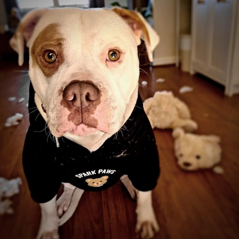 Female Pitbull with a black hoodie on