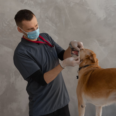Regular vet checks are important for your pets health