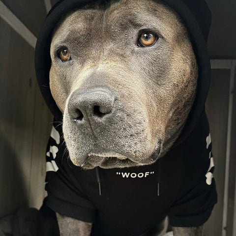 Pitbull with a black hoodie on