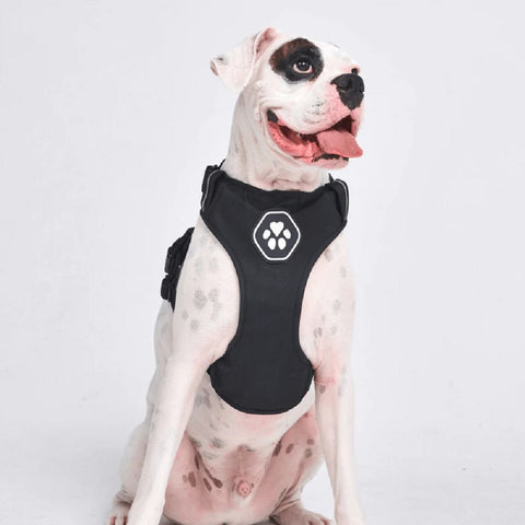 a pitbull wearing a no pull harness