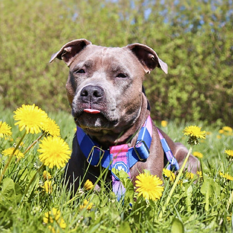 a pit bull on a hike