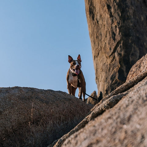 a pit bull on a hike