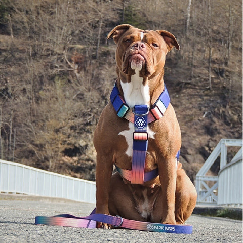 a pit bull wearing a harness while on a hike