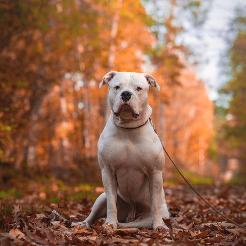 a pitbull hiking