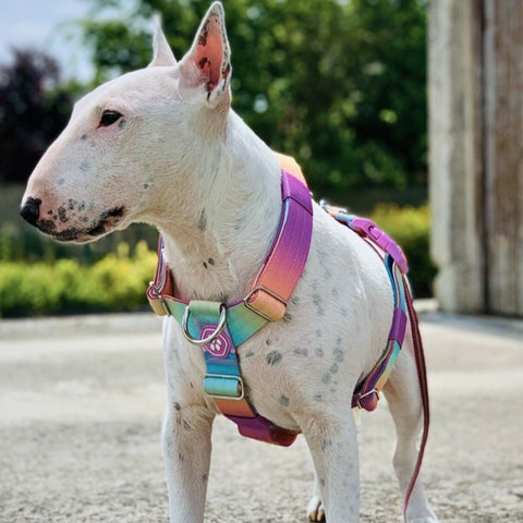 a pitbull wearing a dog harness