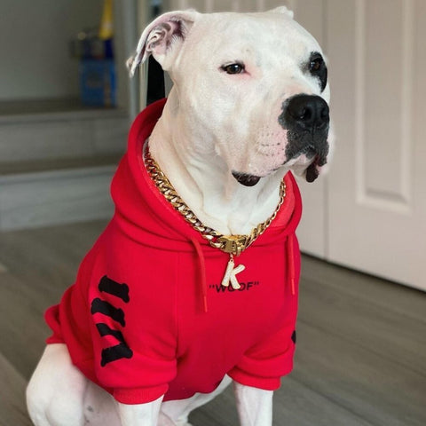 Black and white Pitbull wearing a red Sparkpaws hoodie