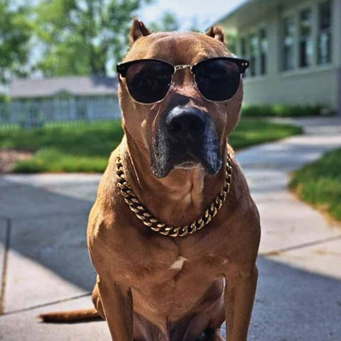Pitbull wearing sunglasses