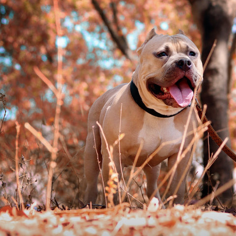 A pit bull on a leash stands in an autumnal forest