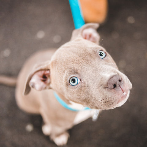 A young pitbull terrier puppy wearing a blue collar and leash