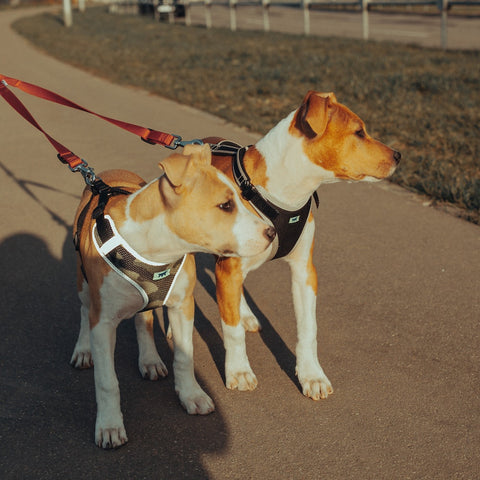 Two pitbull terrier puppies on a walk