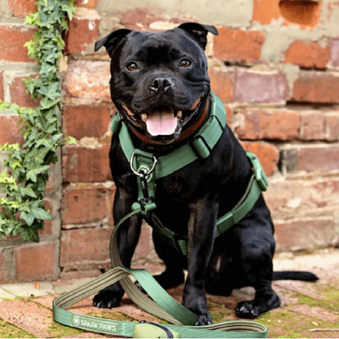 A black pit bull wearing a special no-pull harness