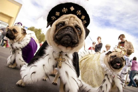 Pug-Royalty