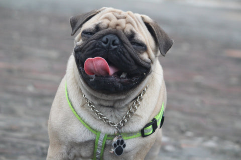 Pug harnesses-funny-expression